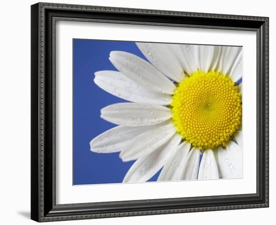 Marguerite / Ox Eye Daisy (Leucanthemum Vulgare) UK-Pete Cairns-Framed Photographic Print