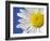 Marguerite / Ox Eye Daisy (Leucanthemum Vulgare) UK-Pete Cairns-Framed Photographic Print