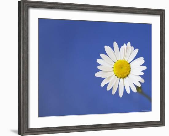 Marguerite / Ox Eye Daisy (Leucanthemum Vulgare) UK-Pete Cairns-Framed Photographic Print