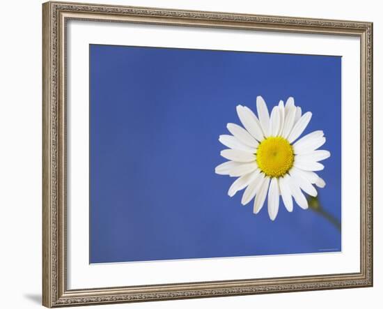 Marguerite / Ox Eye Daisy (Leucanthemum Vulgare) UK-Pete Cairns-Framed Photographic Print