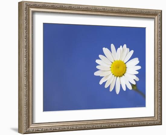 Marguerite / Ox Eye Daisy (Leucanthemum Vulgare) UK-Pete Cairns-Framed Photographic Print