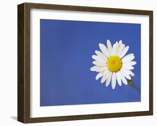 Marguerite / Ox Eye Daisy (Leucanthemum Vulgare) UK-Pete Cairns-Framed Photographic Print