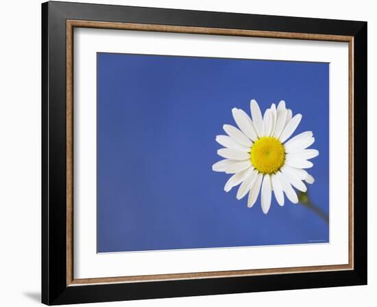 Marguerite / Ox Eye Daisy (Leucanthemum Vulgare) UK-Pete Cairns-Framed Photographic Print