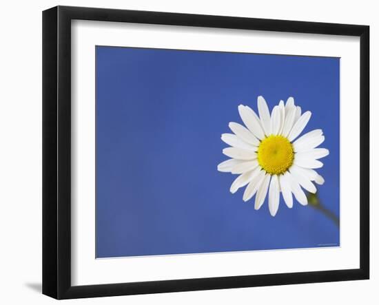 Marguerite / Ox Eye Daisy (Leucanthemum Vulgare) UK-Pete Cairns-Framed Photographic Print