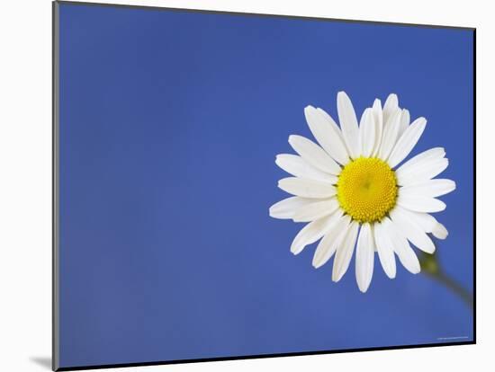 Marguerite / Ox Eye Daisy (Leucanthemum Vulgare) UK-Pete Cairns-Mounted Photographic Print