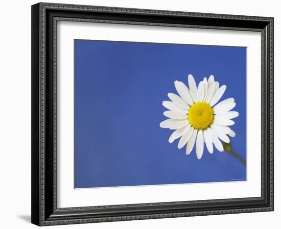 Marguerite / Ox Eye Daisy (Leucanthemum Vulgare) UK-Pete Cairns-Framed Photographic Print