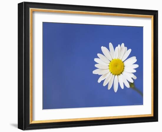 Marguerite / Ox Eye Daisy (Leucanthemum Vulgare) UK-Pete Cairns-Framed Photographic Print