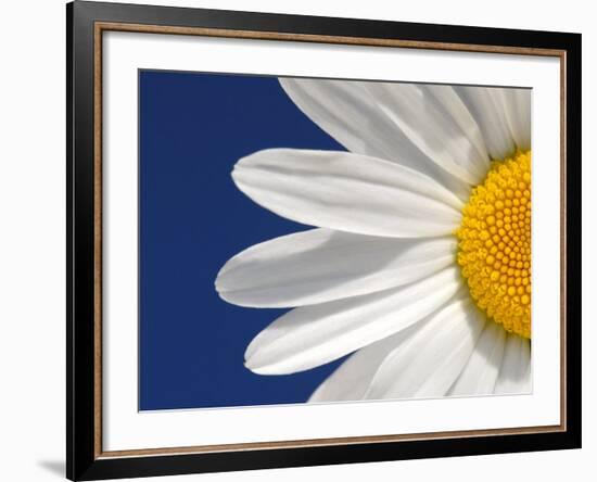 Marguerite Oxeye Daisy Detail, Devon, UK-Ross Hoddinott-Framed Photographic Print