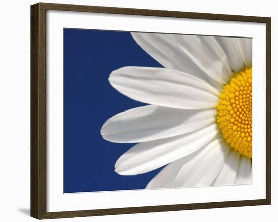 Marguerite Oxeye Daisy Detail, Devon, UK-Ross Hoddinott-Framed Photographic Print