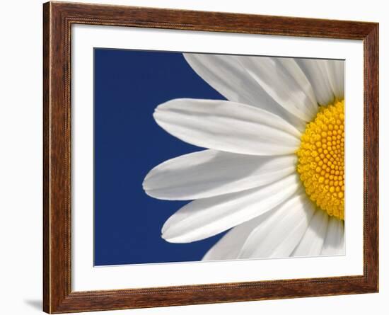 Marguerite Oxeye Daisy Detail, Devon, UK-Ross Hoddinott-Framed Photographic Print