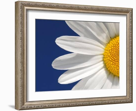 Marguerite Oxeye Daisy Detail, Devon, UK-Ross Hoddinott-Framed Photographic Print