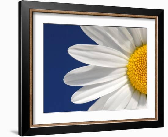 Marguerite Oxeye Daisy Detail, Devon, UK-Ross Hoddinott-Framed Photographic Print