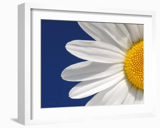 Marguerite Oxeye Daisy Detail, Devon, UK-Ross Hoddinott-Framed Photographic Print