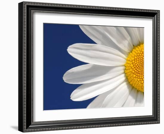 Marguerite Oxeye Daisy Detail, Devon, UK-Ross Hoddinott-Framed Photographic Print