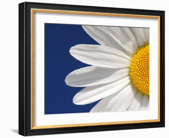 Marguerite Oxeye Daisy Detail, Devon, UK-Ross Hoddinott-Framed Photographic Print