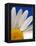 Marguerite Oxeye Daisy, Devon, UK-Ross Hoddinott-Framed Premier Image Canvas