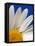 Marguerite Oxeye Daisy, Devon, UK-Ross Hoddinott-Framed Premier Image Canvas