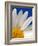 Marguerite Oxeye Daisy, Devon, UK-Ross Hoddinott-Framed Photographic Print