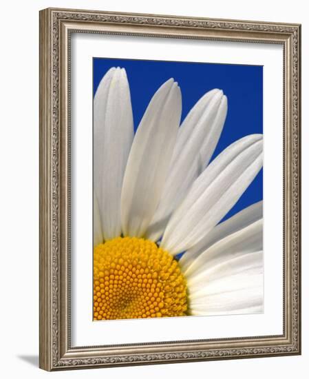 Marguerite Oxeye Daisy, Devon, UK-Ross Hoddinott-Framed Photographic Print