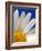 Marguerite Oxeye Daisy, Devon, UK-Ross Hoddinott-Framed Photographic Print