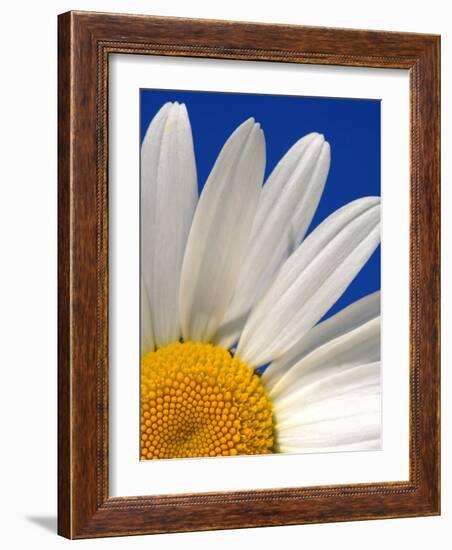 Marguerite Oxeye Daisy, Devon, UK-Ross Hoddinott-Framed Photographic Print