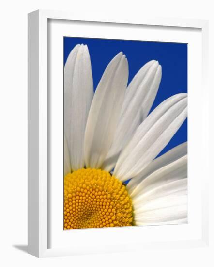 Marguerite Oxeye Daisy, Devon, UK-Ross Hoddinott-Framed Photographic Print