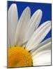 Marguerite Oxeye Daisy, Devon, UK-Ross Hoddinott-Mounted Photographic Print