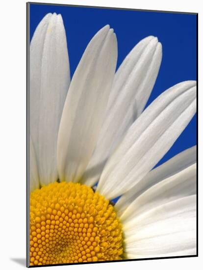 Marguerite Oxeye Daisy, Devon, UK-Ross Hoddinott-Mounted Photographic Print