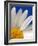 Marguerite Oxeye Daisy, Devon, UK-Ross Hoddinott-Framed Photographic Print