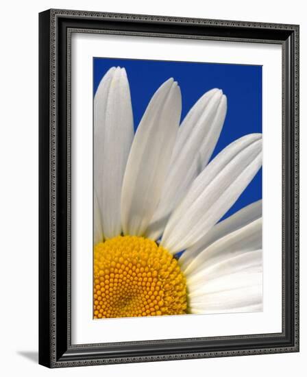 Marguerite Oxeye Daisy, Devon, UK-Ross Hoddinott-Framed Photographic Print