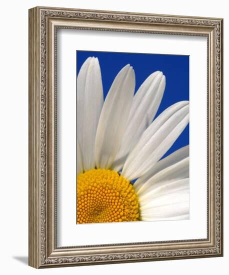 Marguerite Oxeye Daisy, Devon, UK-Ross Hoddinott-Framed Photographic Print