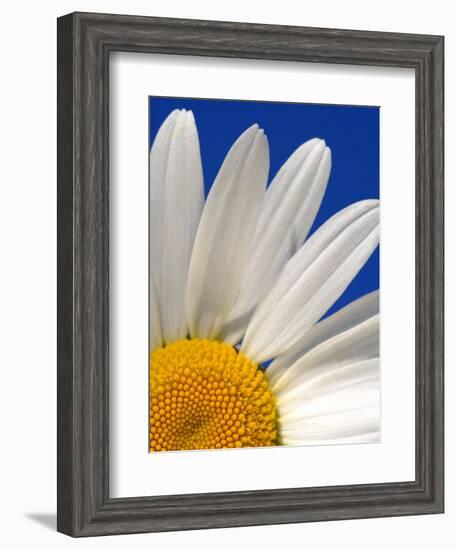 Marguerite Oxeye Daisy, Devon, UK-Ross Hoddinott-Framed Photographic Print