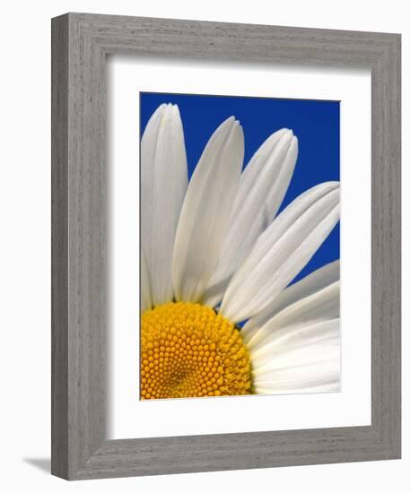 Marguerite Oxeye Daisy, Devon, UK-Ross Hoddinott-Framed Photographic Print