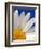 Marguerite Oxeye Daisy, Devon, UK-Ross Hoddinott-Framed Photographic Print