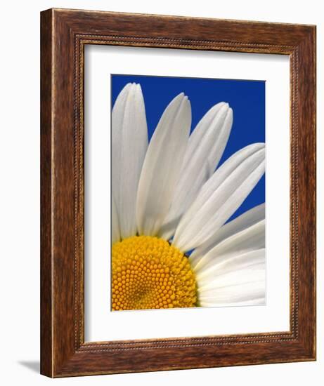 Marguerite Oxeye Daisy, Devon, UK-Ross Hoddinott-Framed Photographic Print