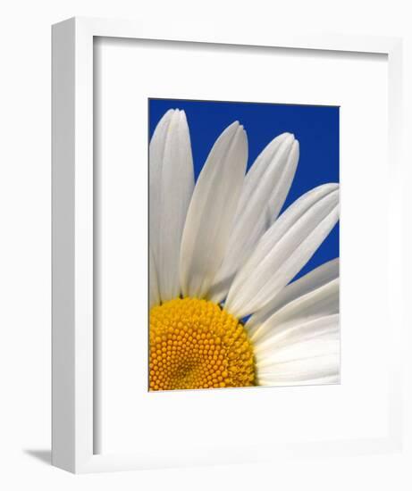 Marguerite Oxeye Daisy, Devon, UK-Ross Hoddinott-Framed Photographic Print