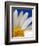 Marguerite Oxeye Daisy, Devon, UK-Ross Hoddinott-Framed Photographic Print