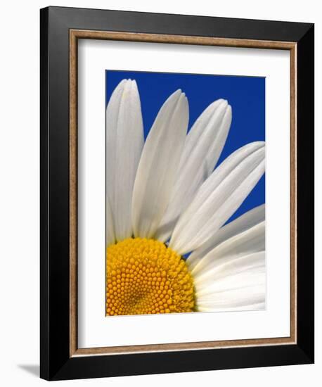 Marguerite Oxeye Daisy, Devon, UK-Ross Hoddinott-Framed Photographic Print