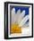 Marguerite Oxeye Daisy, Devon, UK-Ross Hoddinott-Framed Photographic Print