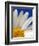 Marguerite Oxeye Daisy, Devon, UK-Ross Hoddinott-Framed Photographic Print