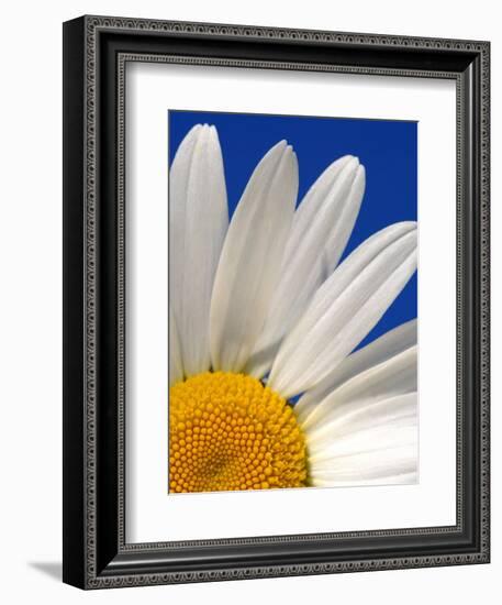 Marguerite Oxeye Daisy, Devon, UK-Ross Hoddinott-Framed Photographic Print