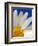 Marguerite Oxeye Daisy, Devon, UK-Ross Hoddinott-Framed Photographic Print