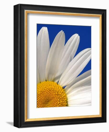 Marguerite Oxeye Daisy, Devon, UK-Ross Hoddinott-Framed Photographic Print