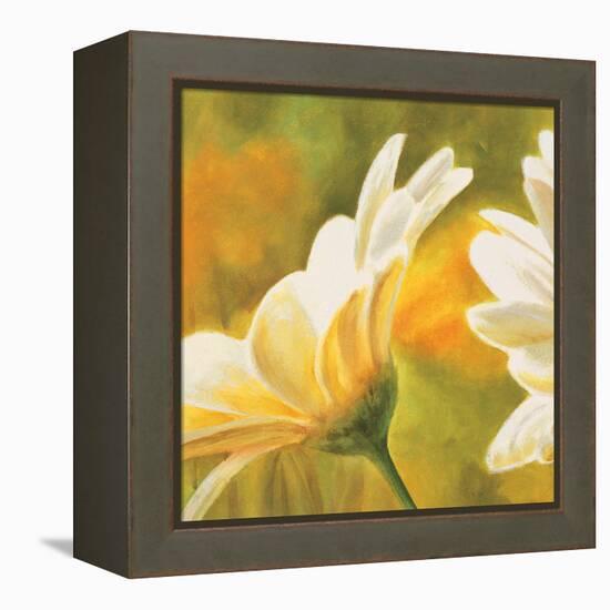 Marguerites dans le soleil 2-Pierre Viollet-Framed Stretched Canvas