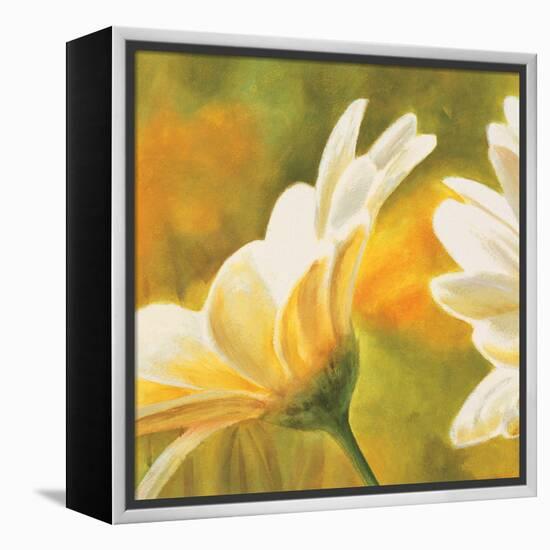 Marguerites dans le soleil 2-Pierre Viollet-Framed Stretched Canvas