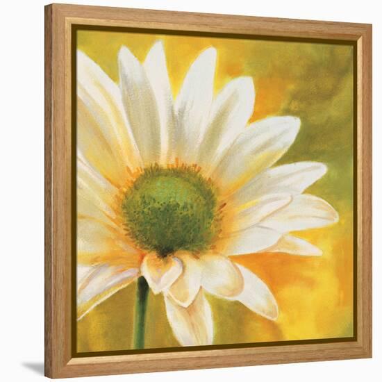 Marguerites dans le soleil 3-Pierre Viollet-Framed Stretched Canvas