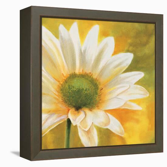 Marguerites dans le soleil 3-Pierre Viollet-Framed Stretched Canvas