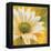 Marguerites dans le soleil 3-Pierre Viollet-Framed Stretched Canvas