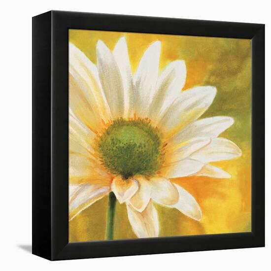 Marguerites dans le soleil 3-Pierre Viollet-Framed Stretched Canvas