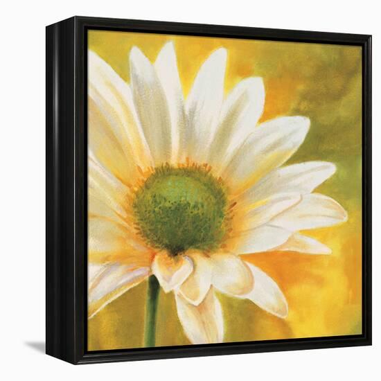 Marguerites dans le soleil 3-Pierre Viollet-Framed Stretched Canvas